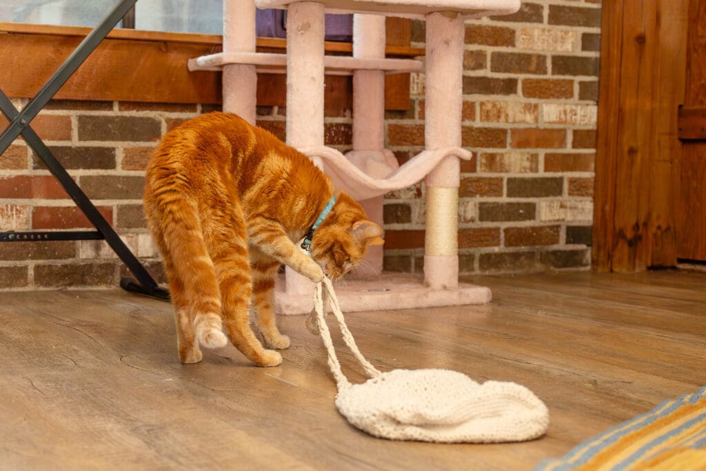 Cat plays with crocheted bag | Fiber Artist Brand Photos | Kayla Petrosky Photography
